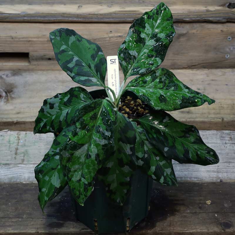 アグラ］Aglaonema pictum tricolor type 元祖 - 育種堂｜SODATANEDOU アグラオネマ専門店