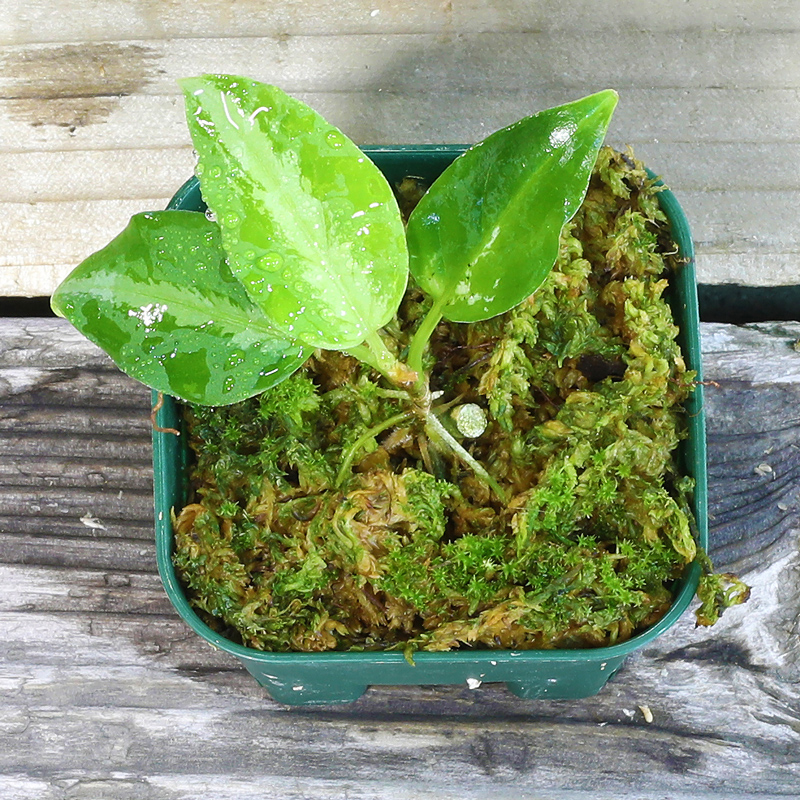 Aglaonema Pictum Galaxy Dfs From Sumatera Barat Az0912 1 育種堂 Sodatanedou アグラオネマ専門店