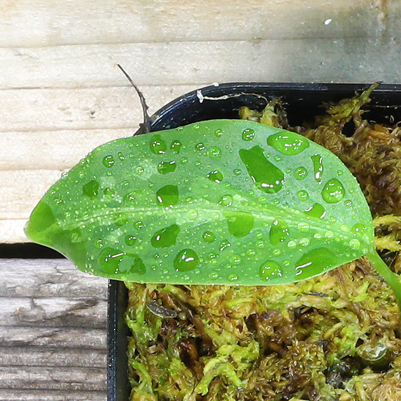 アグラ Aglaonema Pictum Aceh Sumatra T 1312 B 6 販売株 1 育種堂 Sodatanedou アグラオネマ専門店