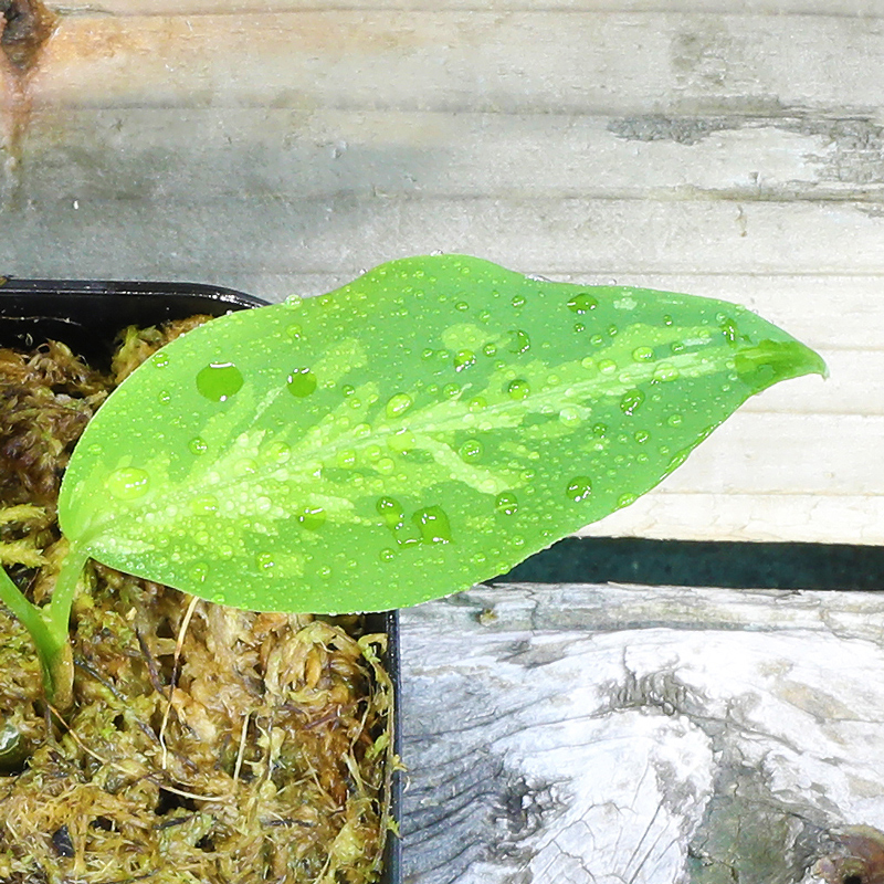 アグラ Aglaonema Pictum Aceh Sumatra T 1312 B 6 販売株 1 育種堂 Sodatanedou アグラオネマ専門店