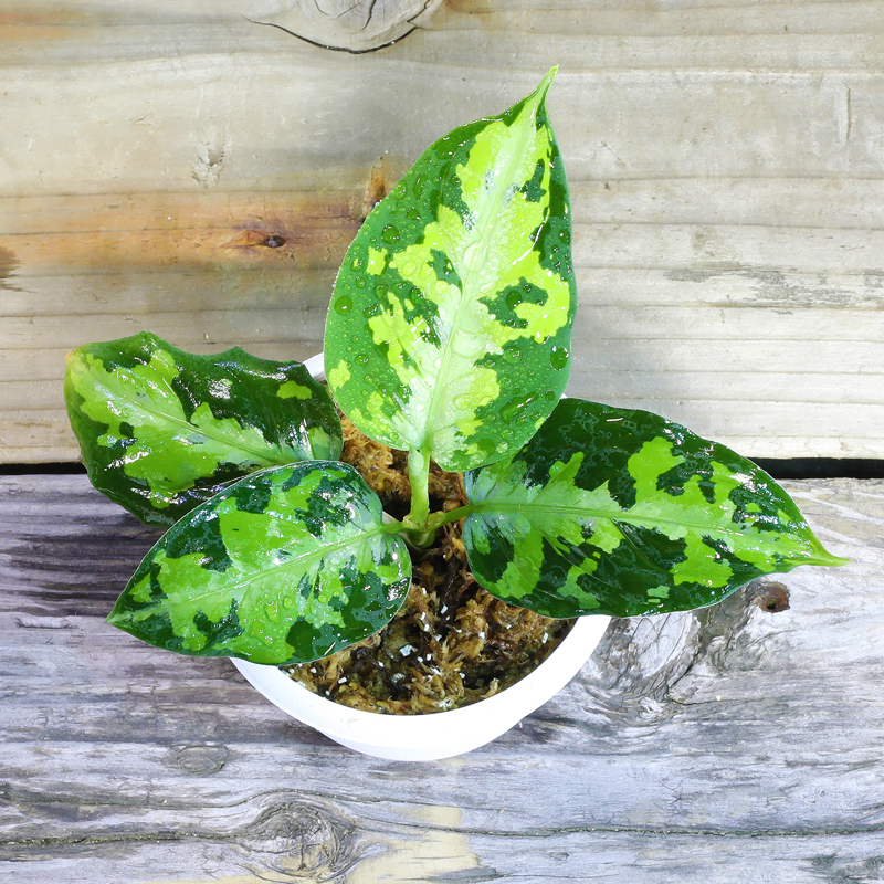 Aglaonema Sp Multicolor Jcs B Sumatera Barat Az1212 1b 育種堂 Sodatanedou アグラオネマ専門店