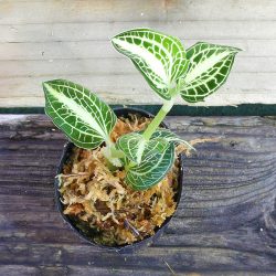 宝石］Anoectochilus siamensis F1実生選別株 - 育種堂｜SODATANEDOU 