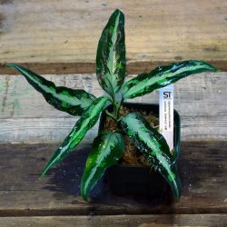 アグラ］Aglaonema pictum tricolor Aceh Smatera【100819-b-3】TZ便 