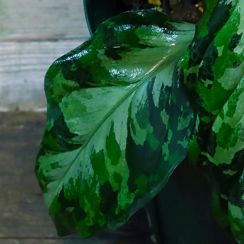 アグラ］Aglaonema pictum tricolor 夢観極彩 千眼葉 - 育種堂