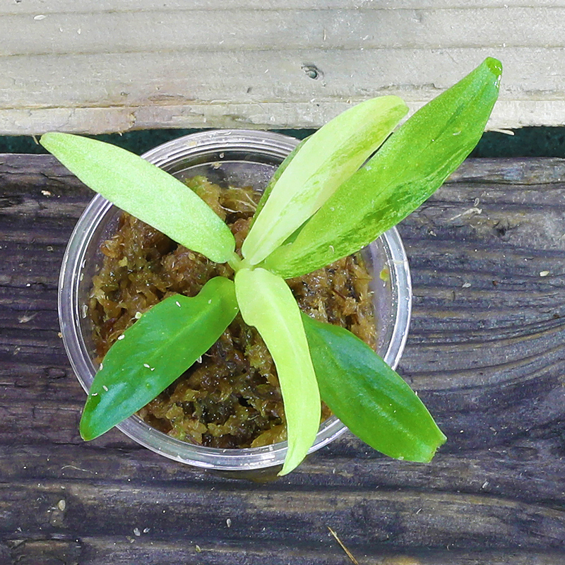 スキスマ］Schismatoglottis sp. 
