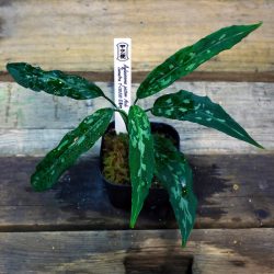 ［アグラ］Aglaonema pictum Aceh Sumatra T-120320 A産地