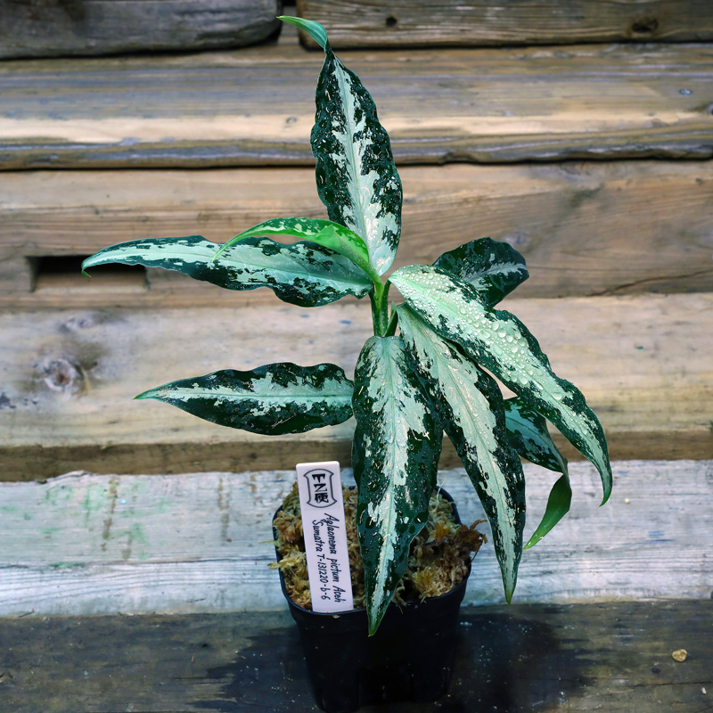 アグラ］Aglaonema pictum Aceh Sumatra T-131220-b-6（9） - 育種堂 