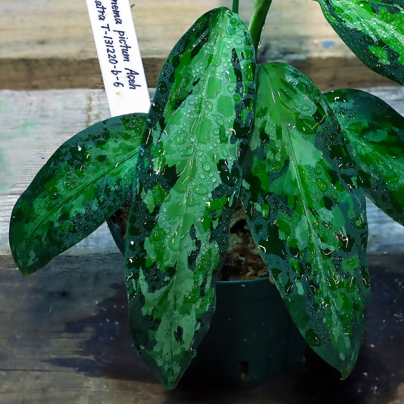 アグラ］Aglaonema pictum Aceh Sumatra T-131220-b-6（10） - 育種堂 