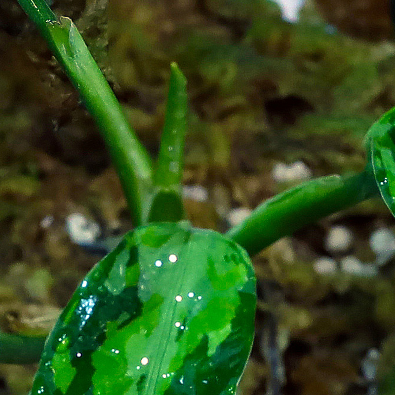 アグラ］Aglaonema pictum Aceh Sumatra T-300919 C産地（2） - 育種堂｜SODATANEDOU  アグラオネマ専門店