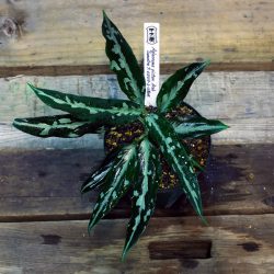 ［アグラ］Aglaonema pictum Aceh Sumatra T-031019-b-X産地（１）