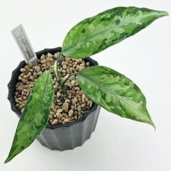 ［アグラ］Aglaonema pictum tricolor "enperor"(ID1-1-21arv)