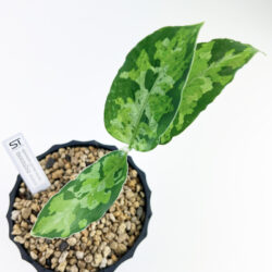 ［アグラ］Aglaonema pictum tricolor "monnalisa"(ID1-1-21AVX)