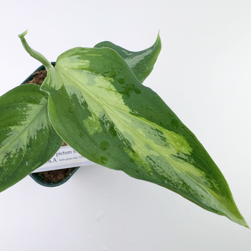 Aglaonema pictum tricolor EUREKA from pulau nias【AZ1108】 - 育種 
