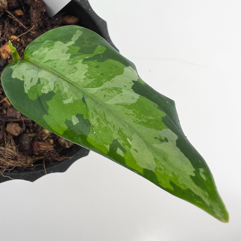 アグラ］Aglaonema pictum tricolor from Tigalingga【GT1710】 - 育種 