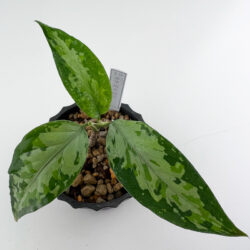 ［アグラ］Aglaonema pictum "流火紋章"(雷神)serial007-v10