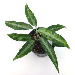 ［アグラ］Aglaonema pictum "枝垂桜"(雷神)serial1010-2-1U
