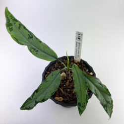 ［アグラ］Aglaonema pictum Aceh Sumatra T-130320 b-5 Di atas（2）