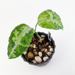 ［アグラ］Aglaonema pictum "DIESEL"(STf1)