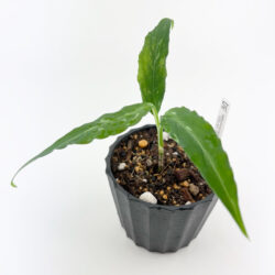 ［アグラ］Aglaonema pictum "STLAS"(STkf)