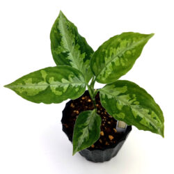 ［アグラ］Aglaonema pictum "一紅鳥"(雷神)RA4serial08