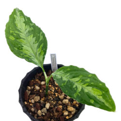 ［アグラ］Aglaonema pictum silver-mosaic bパッチ from Sumatra Barat【AZ0514-1b】