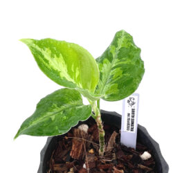 ［アグラ］Aglaonema pictum from South Sumatra no.15 st0303
