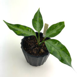 ［アグラ］Aglaonema pictum "鬼丸"(雷神)serial5-9x