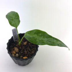 ［アグラ］Aglaonema pictum tricolor "Darkthrone"(ID2709-3-2P)