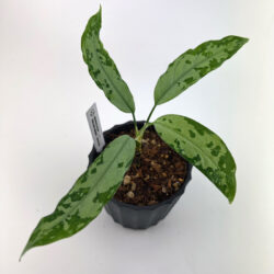 ［アグラ］Aglaonema pictum "しるば～らいん" from aceh sumatera【LA1218-03b】