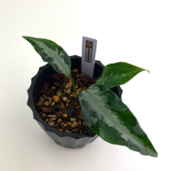 ［アグラ］Aglaonema pictum "heavens gate"
