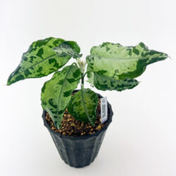 ［アグラ］Aglaonema pictum "ORICHALCUM"(STw4)