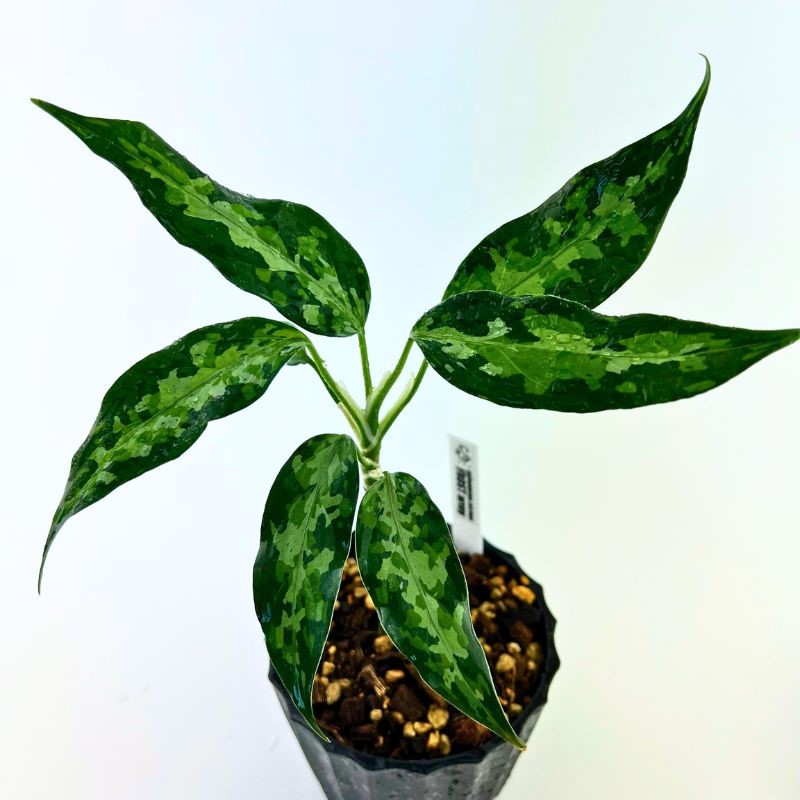 アグラオネマピクタム アーミー 1苗 - 植物/観葉植物