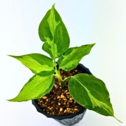 観葉植物　おしゃれ　風水　アグラオネマ　モデスタム　"yellow variegata"　